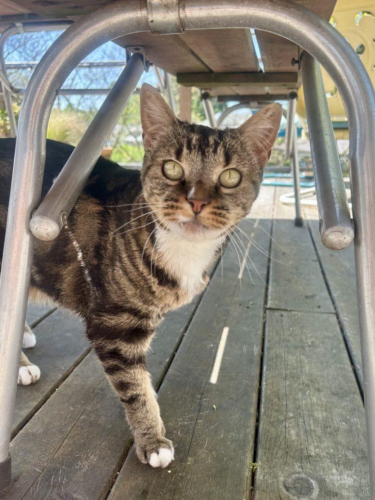 Enlarge Laser Bean (Dog-Friendly), a ADOPTABLE Domestic Short Hair in Portland, OR image 5/5