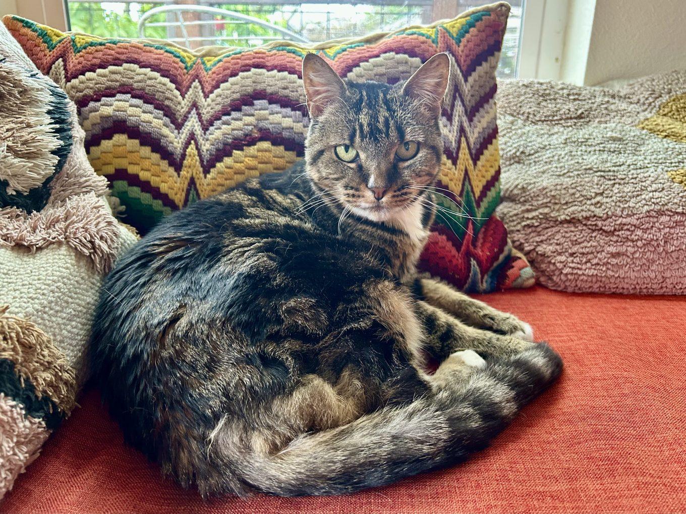Enlarge Laser Bean (Dog-Friendly), a ADOPTABLE Domestic Short Hair in Portland, OR image 3/5