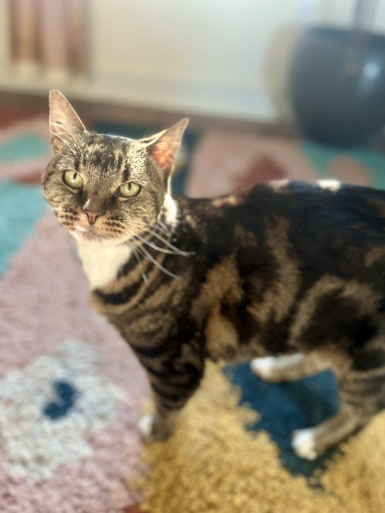 Enlarge Laser Bean (Dog-Friendly), a ADOPTABLE Domestic Short Hair in Portland, OR image 4/5