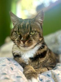 Enlarge Laser Bean (Dog-Friendly), a ADOPTABLE Domestic Short Hair in Portland, OR image 2/5