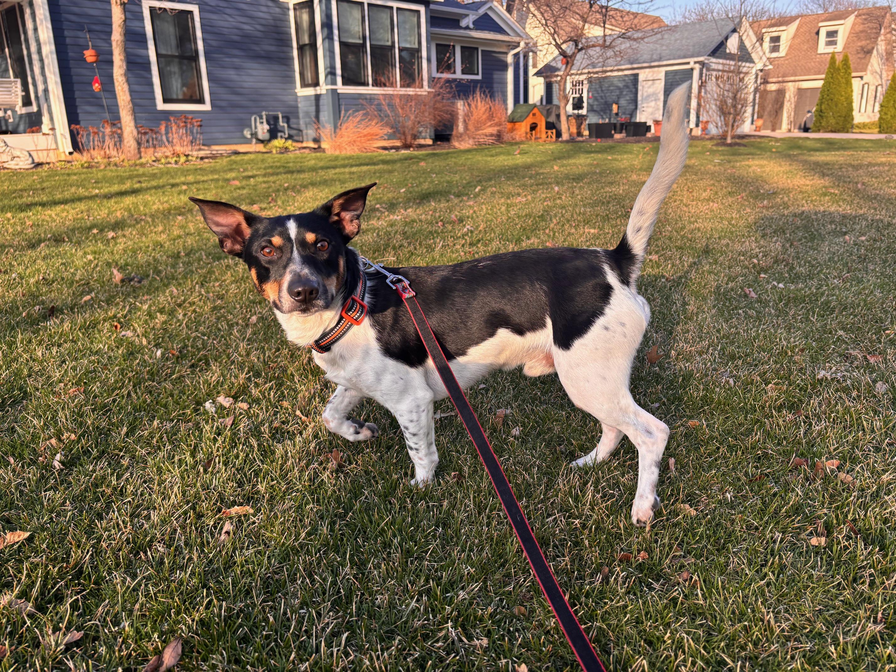 Enlarge Jax, an adopted mixed breed in Aurora, IL image 2/6