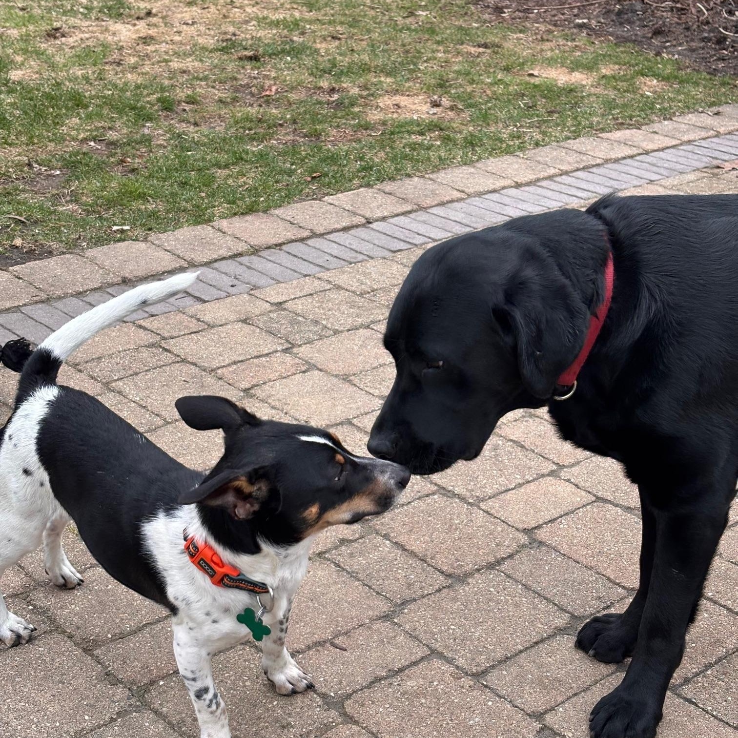 Enlarge Jax, an adopted mixed breed in Aurora, IL image 3/6