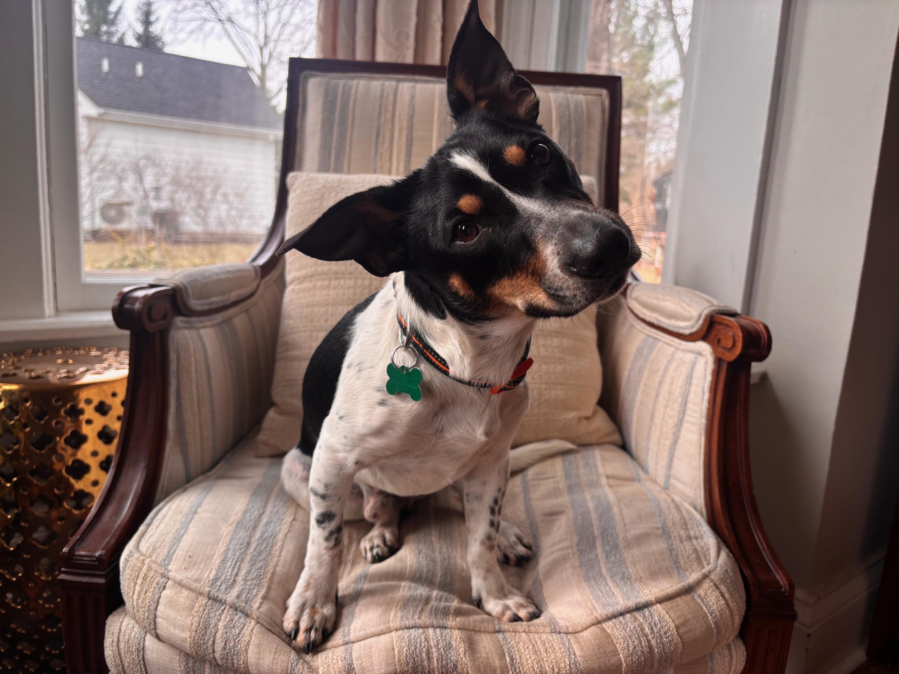 Enlarge Jax, an adopted mixed breed in Aurora, IL image 1/6