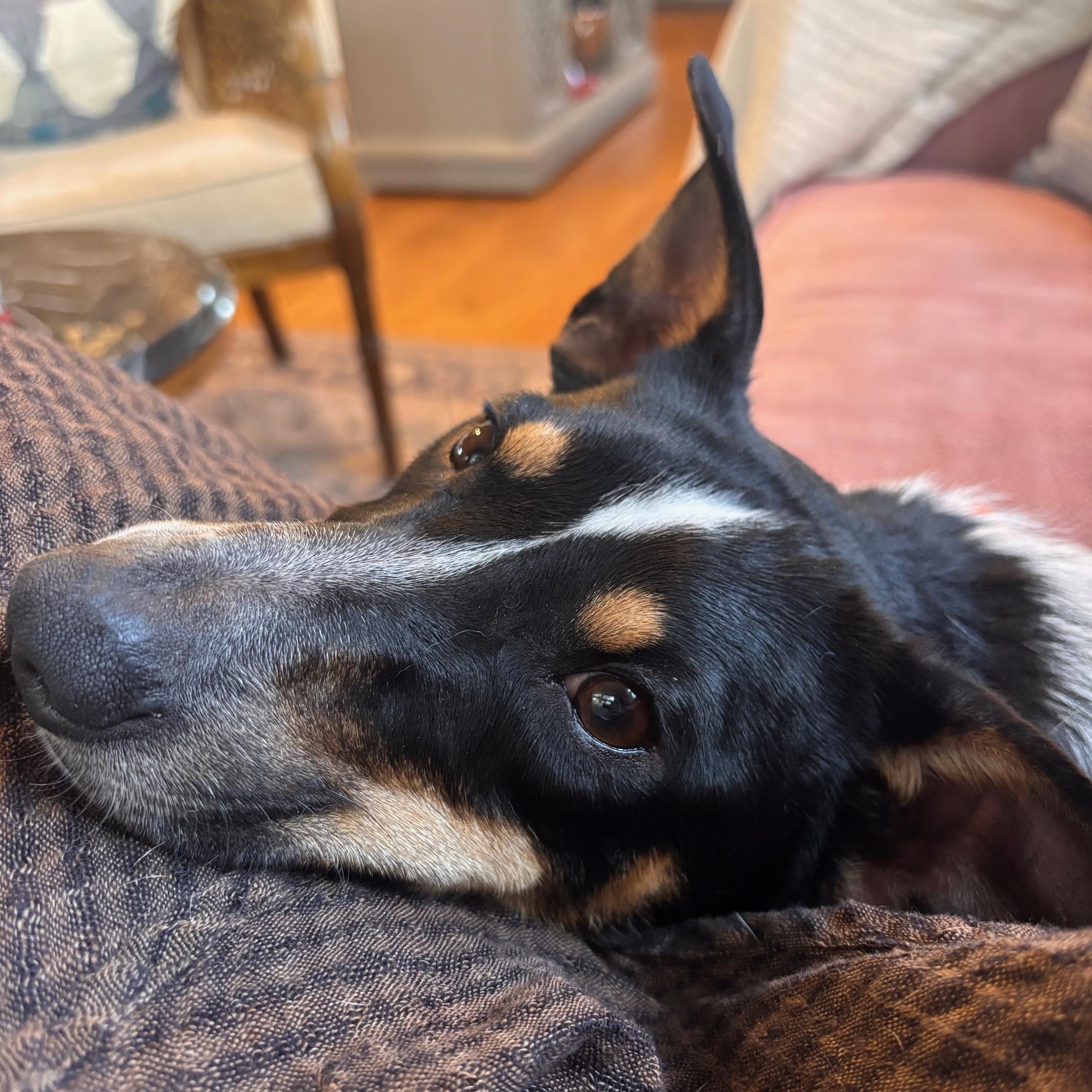 Enlarge Jax, an adopted mixed breed in Aurora, IL image 4/6