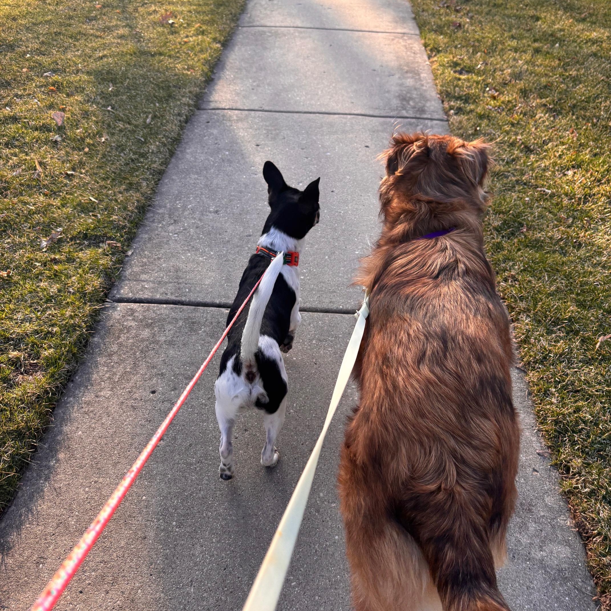 Enlarge Jax, an adopted mixed breed in Aurora, IL image 6/6