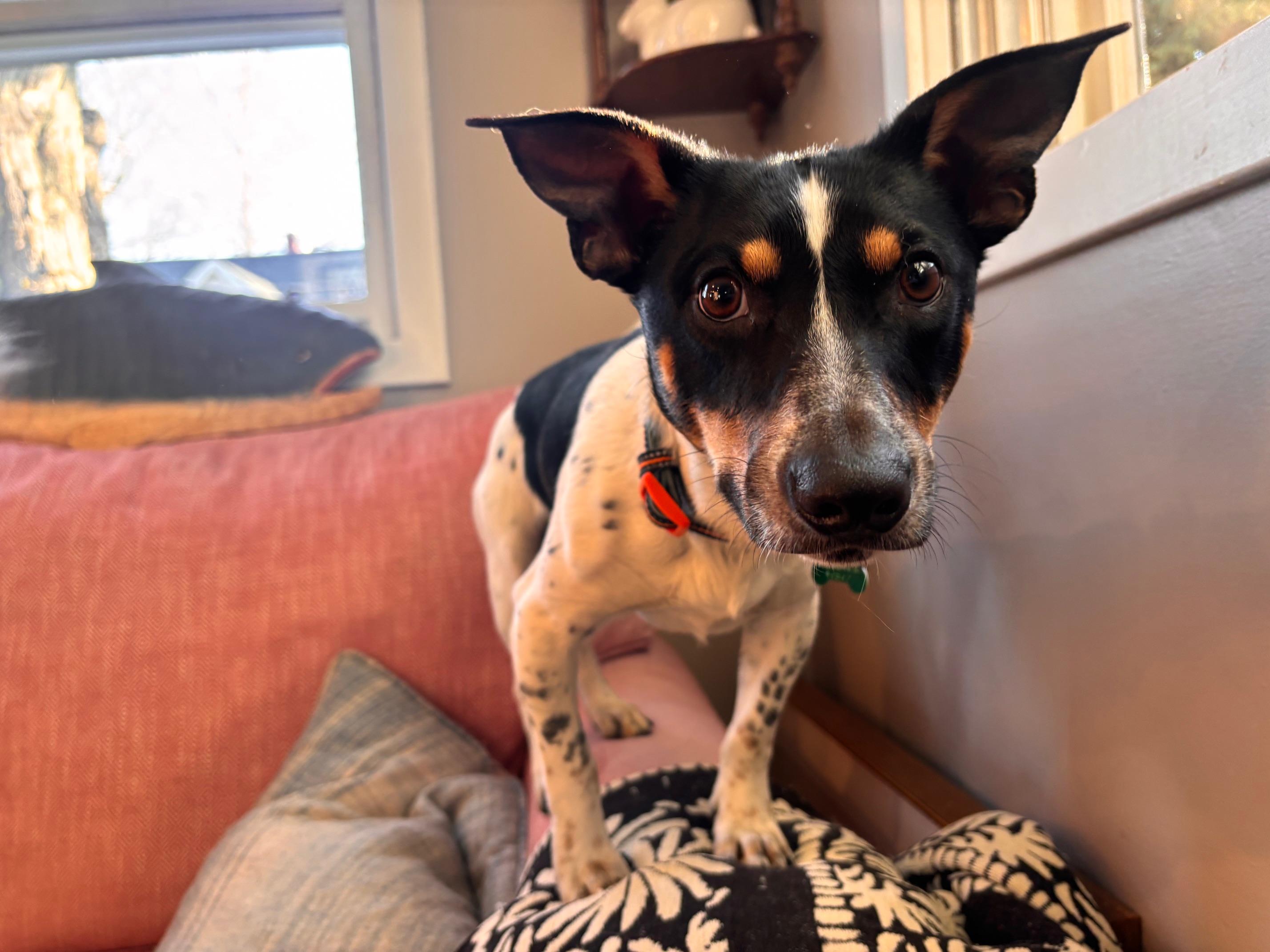 Enlarge Jax, an adopted mixed breed in Aurora, IL image 5/6