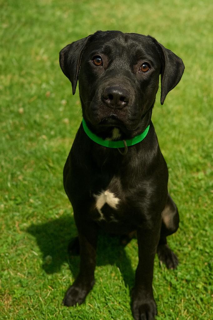 Rogue-Adoptable, a Adoptable Pit Bull Terrier in Chickamauga , GA image 1/2