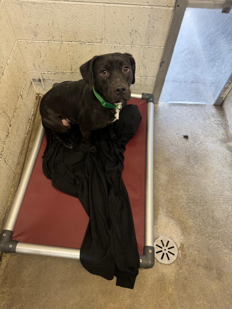 Rogue-Adoptable, a Adoptable Pit Bull Terrier in Chickamauga , GA image 2/2