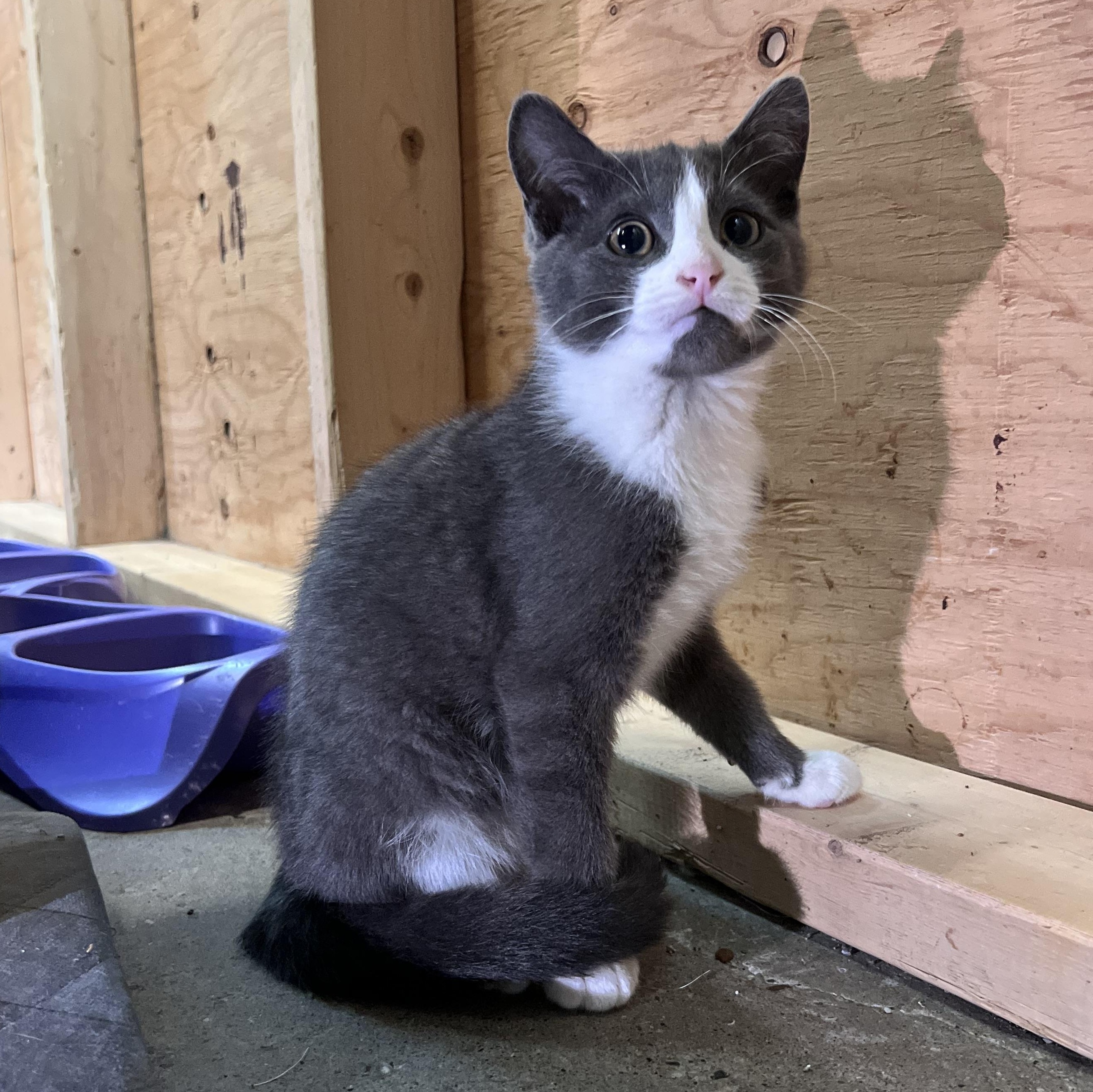 Enlarge Sriracha, a Adoptable mixed breed in Peace River, AB image 1/1