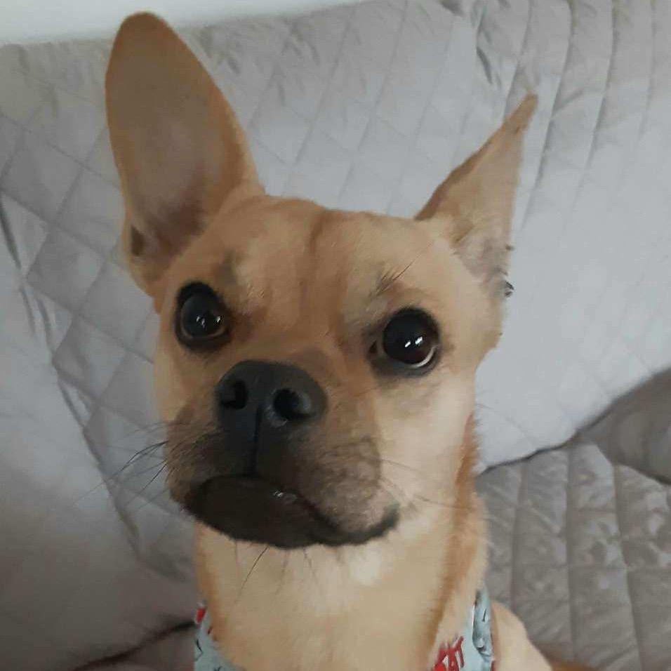 Nacho, a Adoptable mixed breed in West Chester, PA image 1/6