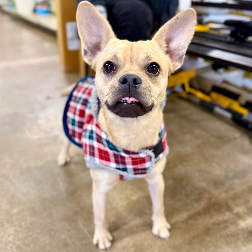 Nacho, a Adoptable mixed breed in West Chester, PA image 2/6