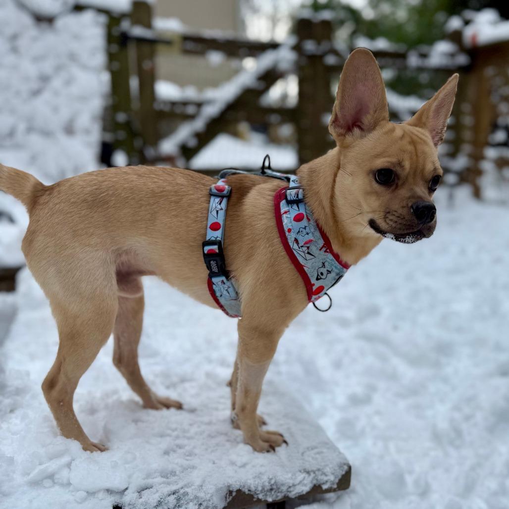 Nacho, a Adoptable mixed breed in West Chester, PA image 3/6