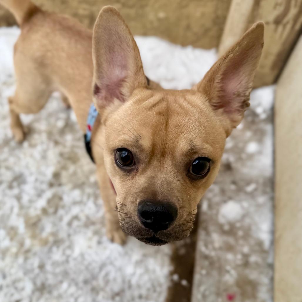 Nacho, a Adoptable mixed breed in West Chester, PA image 6/6