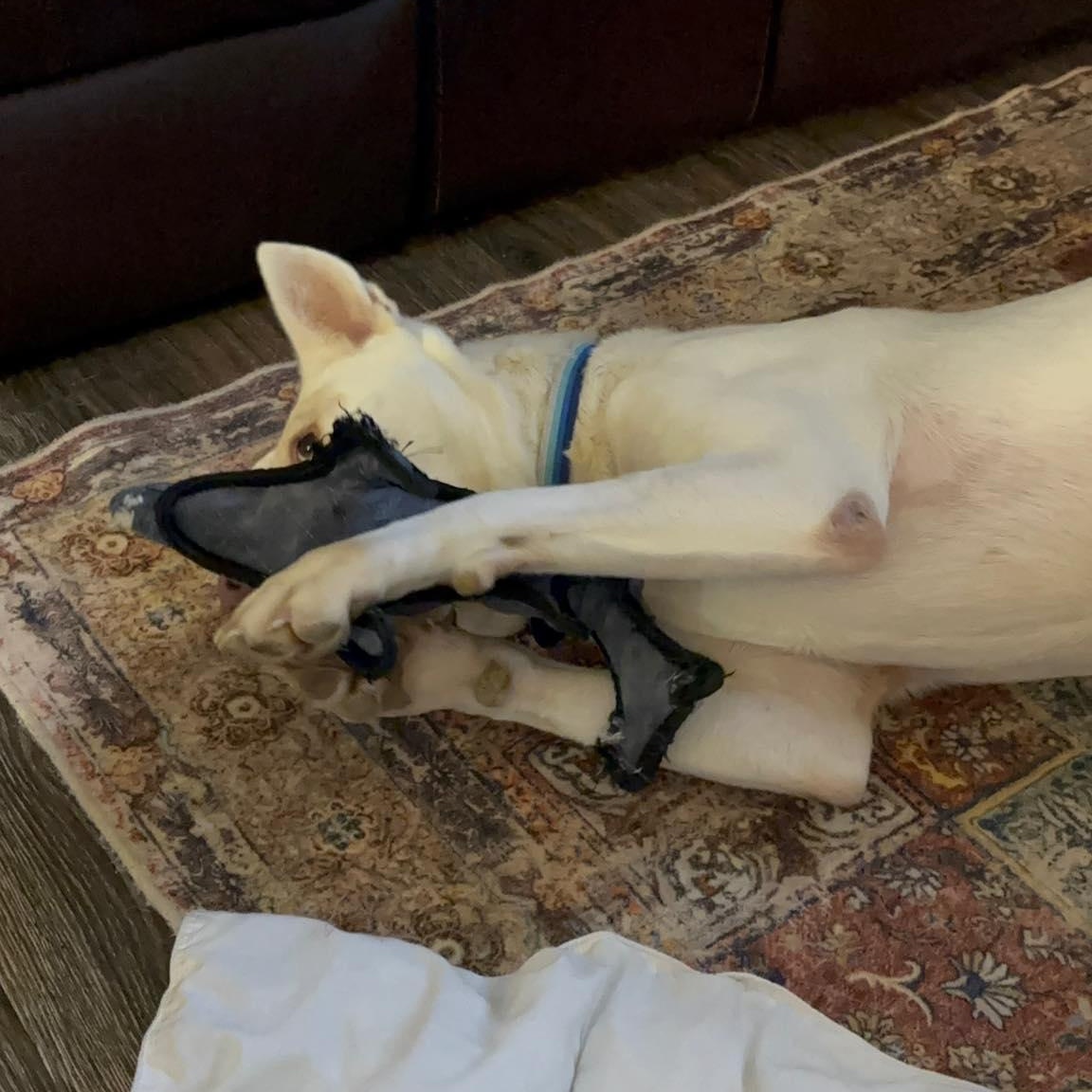 Enlarge Havana- Urgent foster or adopter, a Adoptable mixed breed in New Cumberland, WV image 4/6