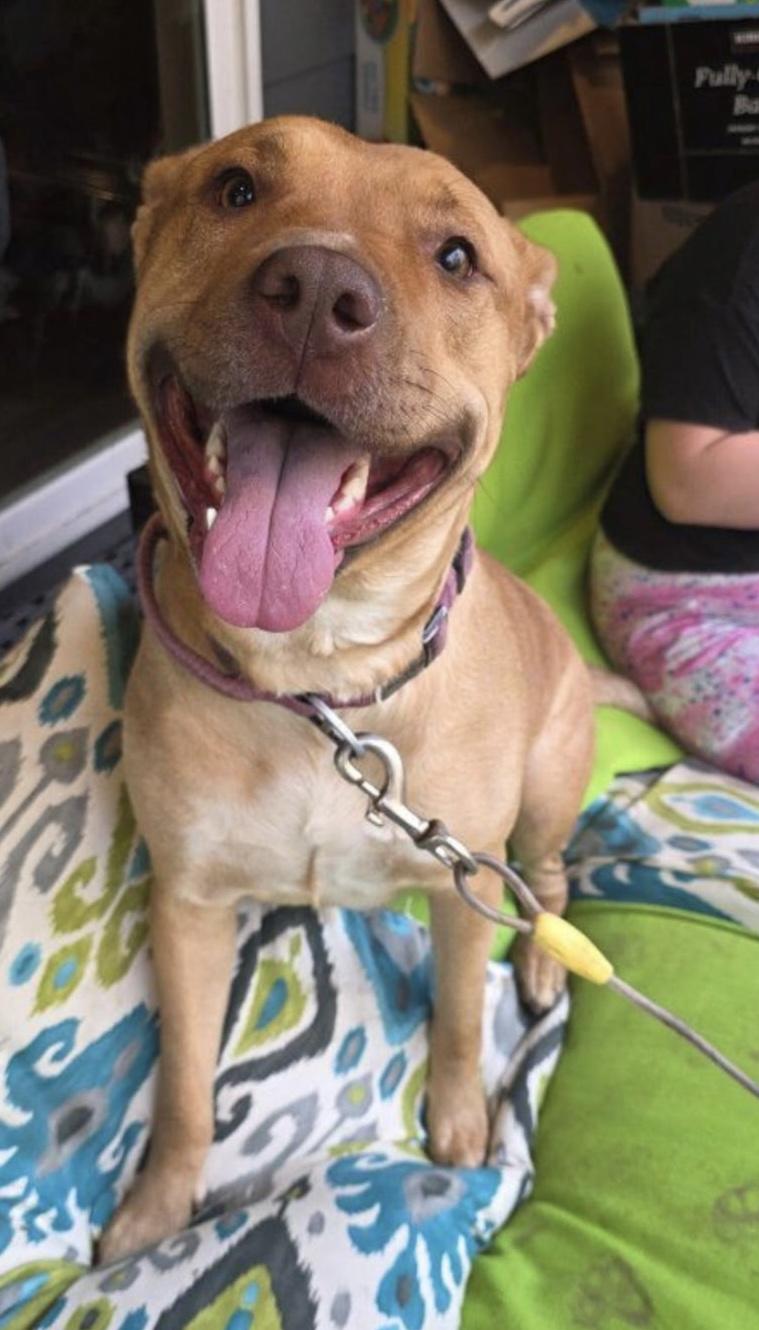 Sasha, Adoptable, Adult Female Black Mouth Cur & Pit Bull Terrier.