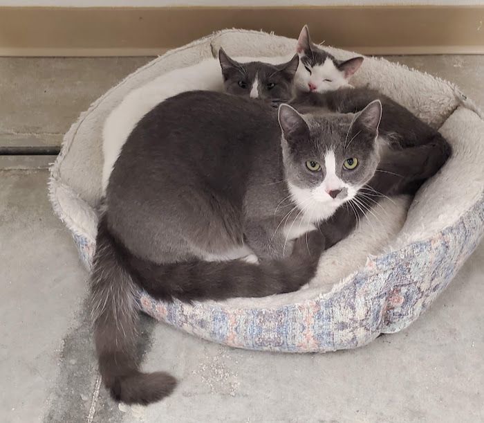 Marseille, a Adoptable Domestic Short Hair in Geneseo, IL image 4/5