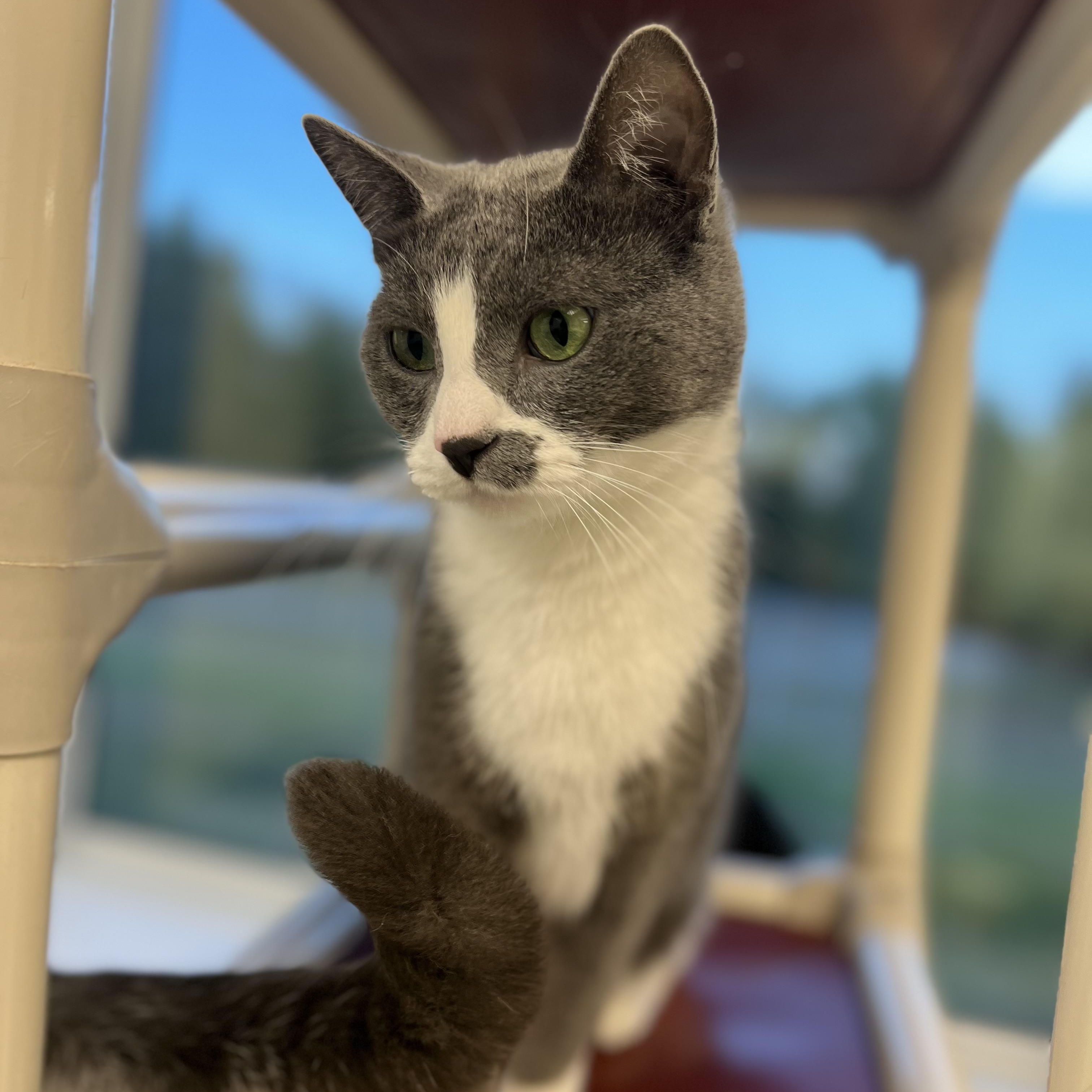 Marseille, a Adoptable Domestic Short Hair in Geneseo, IL image 3/5