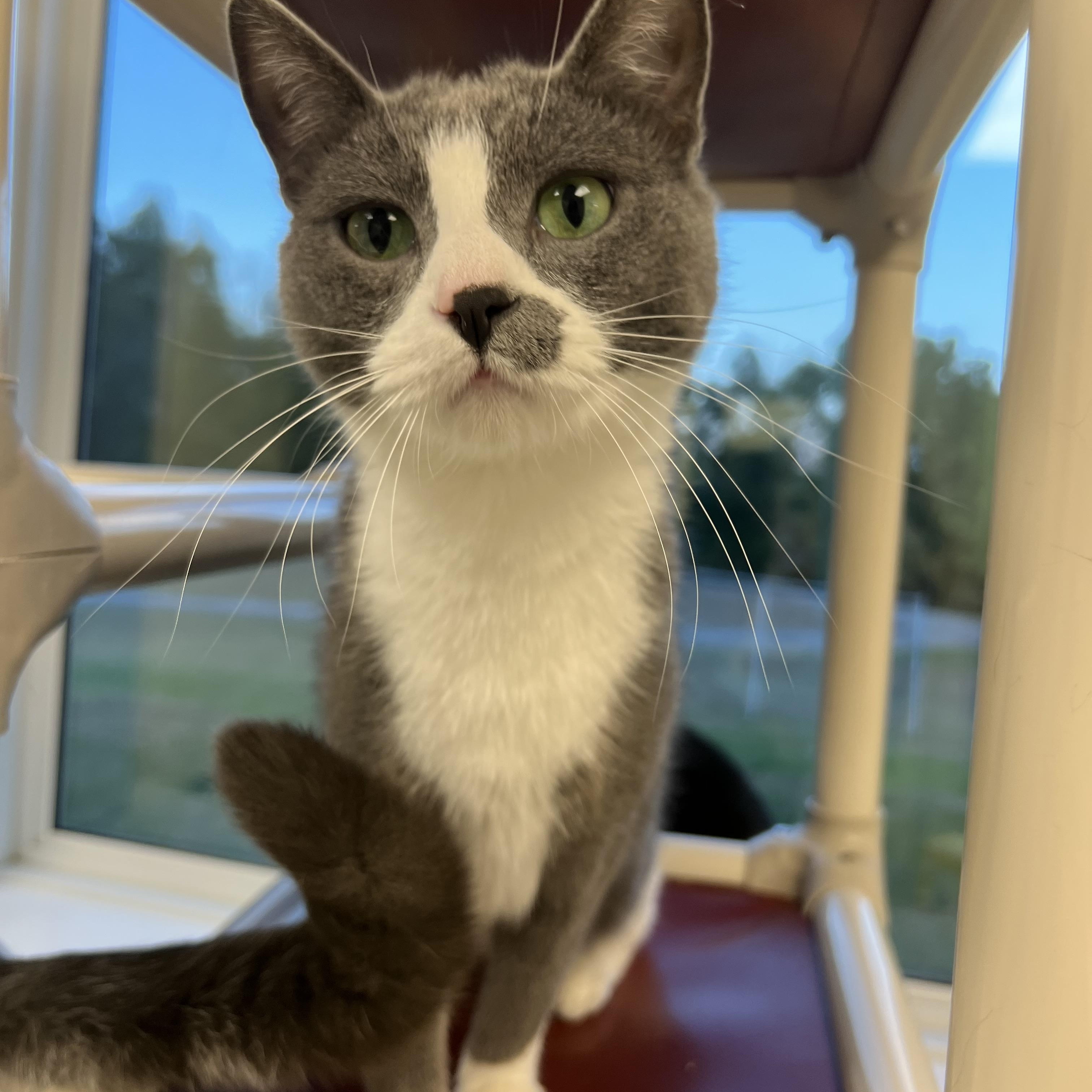 Marseille, a Adoptable Domestic Short Hair in Geneseo, IL image 1/5