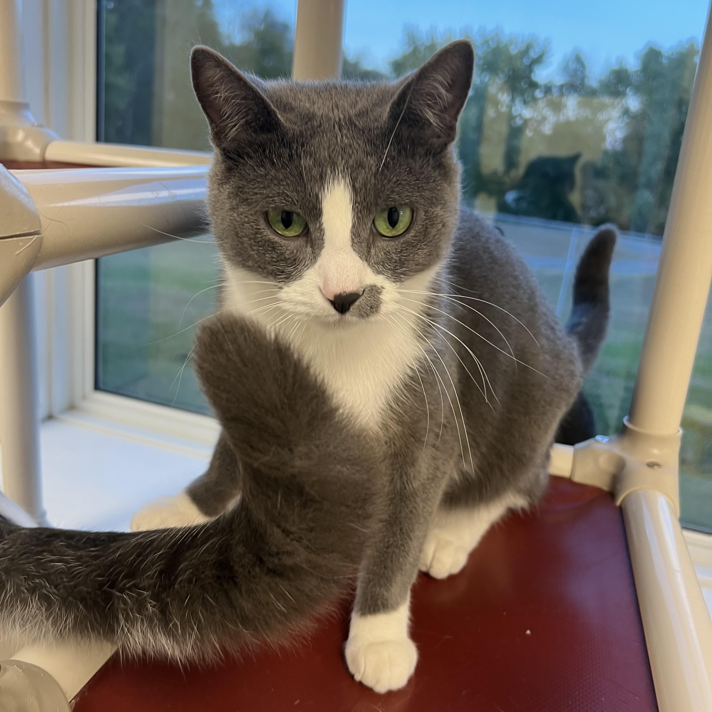 Marseille, an adoptable Domestic Short Hair in Geneseo, IL, 61254 | Photo Image 4