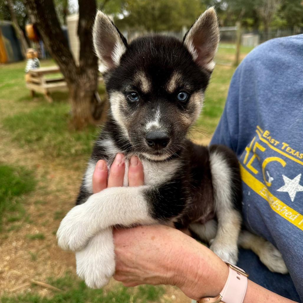 Slater, Adoptable, Puppy Male Siberian Husky.