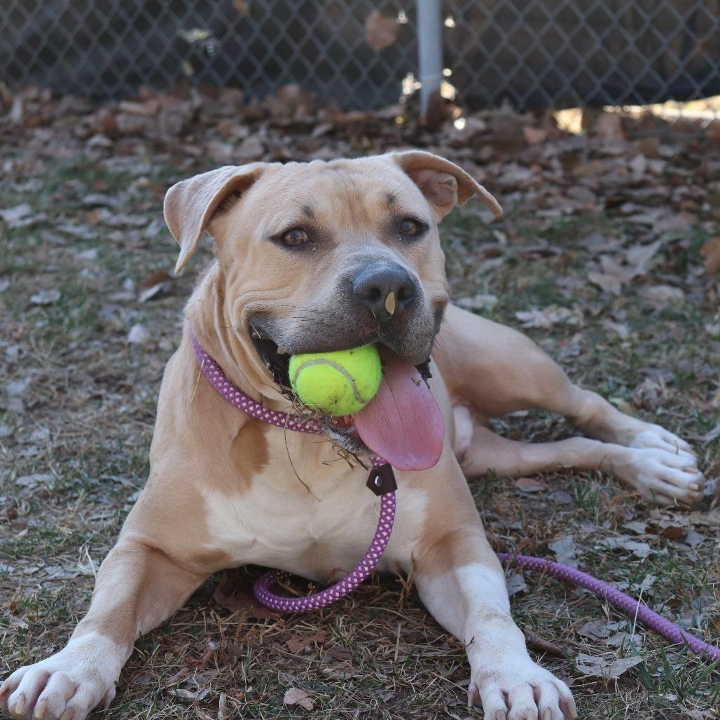 Muffin Man thumbnail 3