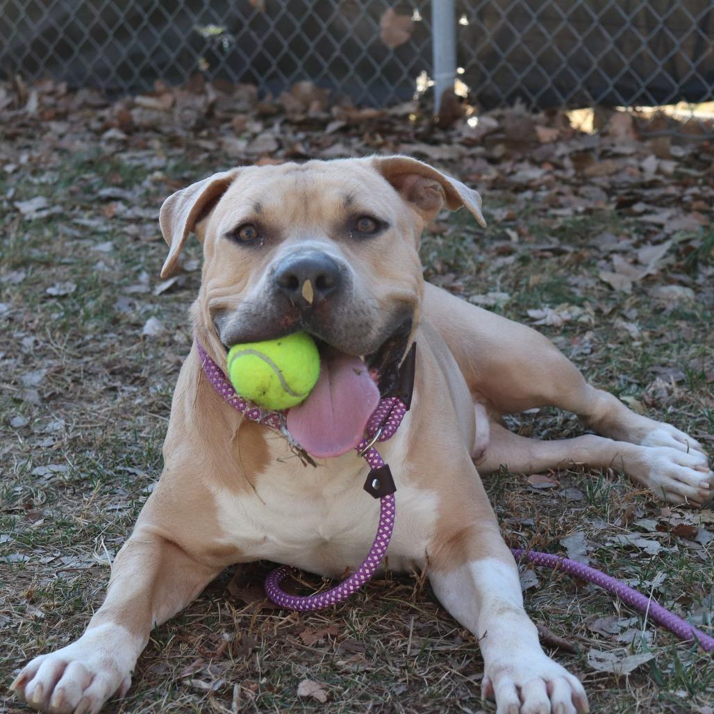 Muffin Man thumbnail 4