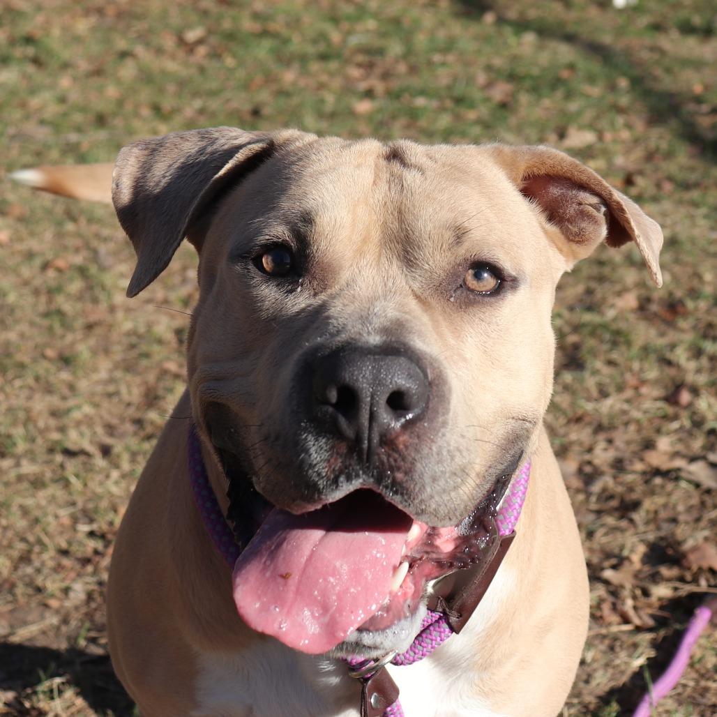 Muffin Man thumbnail 5