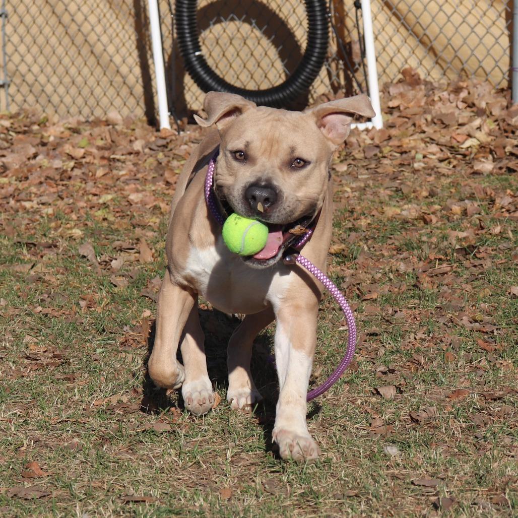 Muffin Man thumbnail 6