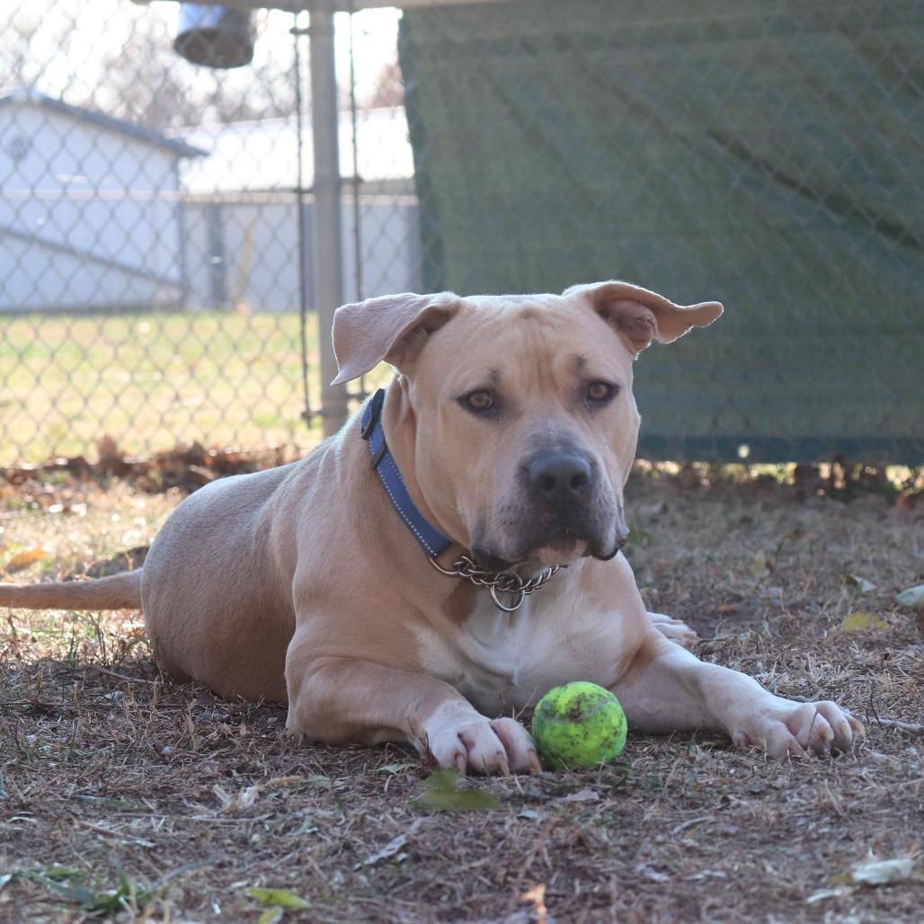 Muffin Man thumbnail 7