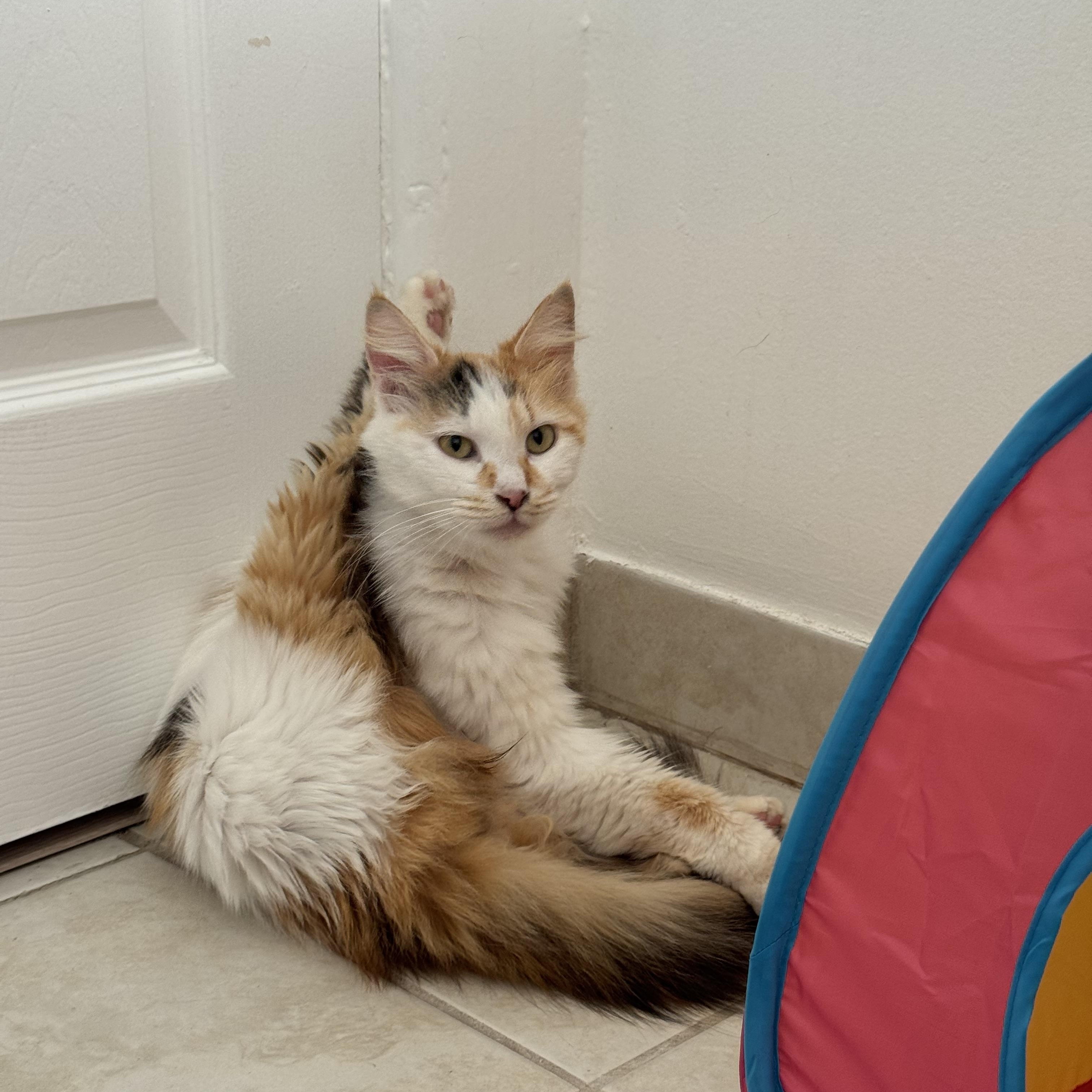Estrella , ADOPTABLE, Adult Female Domestic Long Hair.