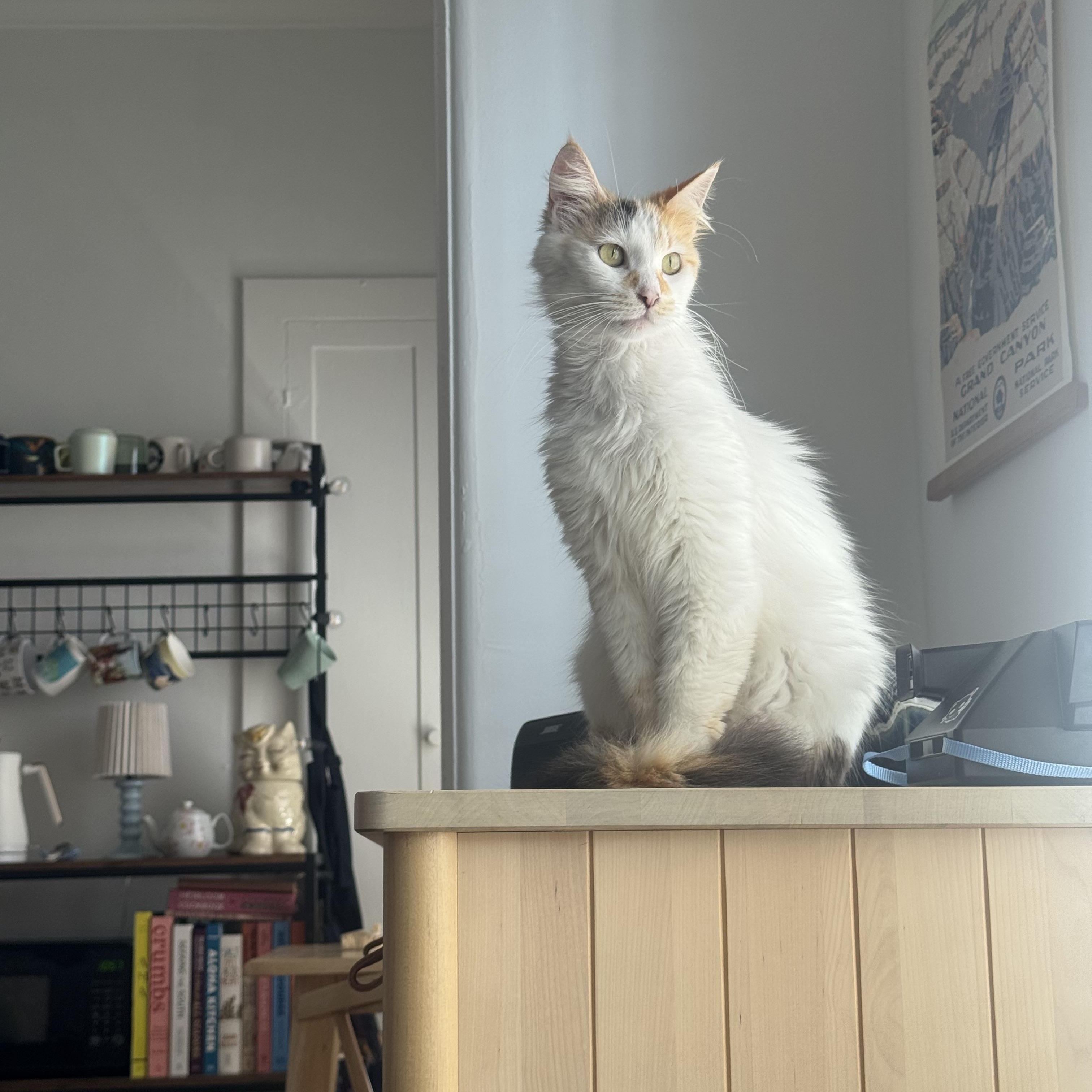 Estrella , a ADOPTABLE Domestic Long Hair in Pacific Palisades, CA image 3/4