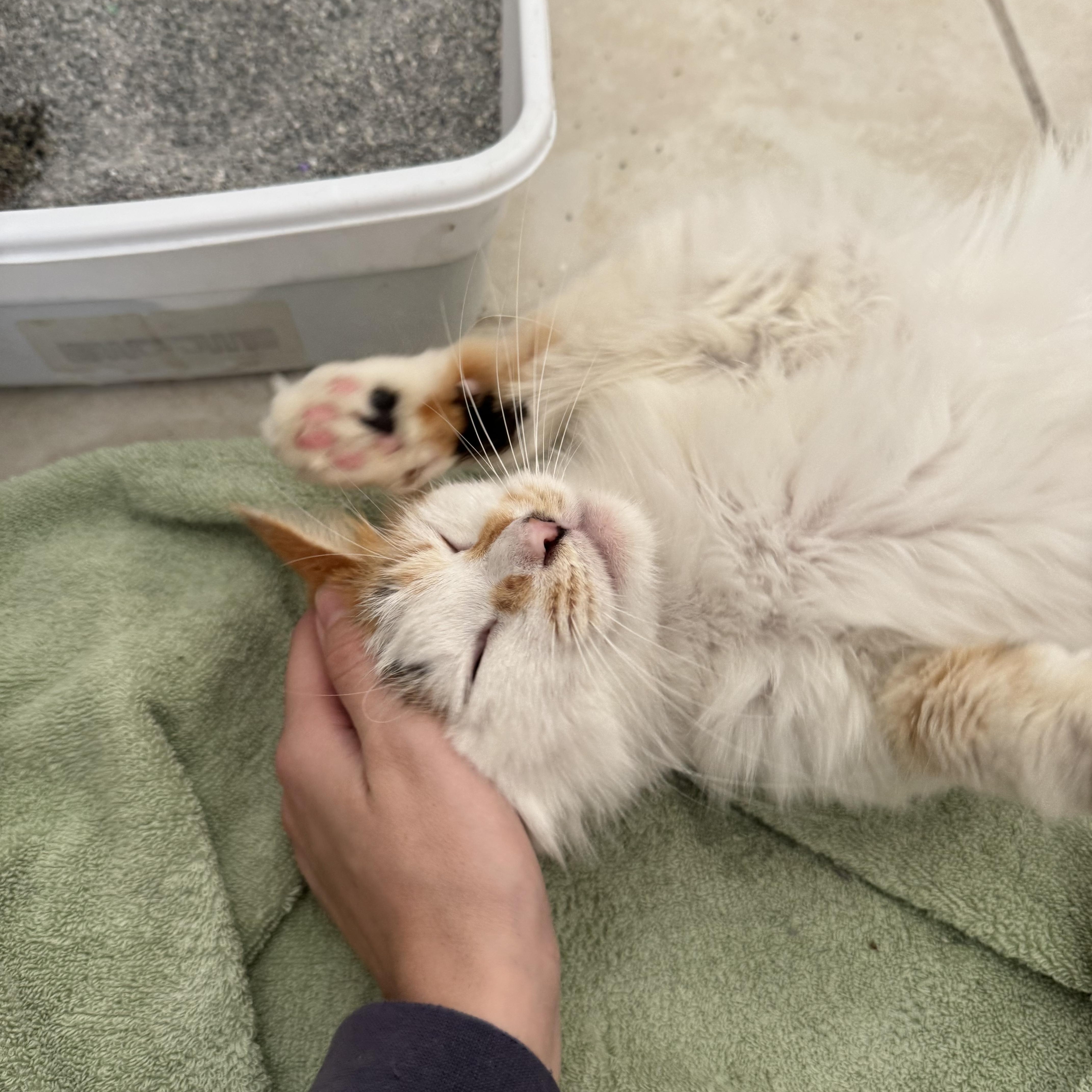 Estrella , a ADOPTABLE Domestic Long Hair in Pacific Palisades, CA image 2/4
