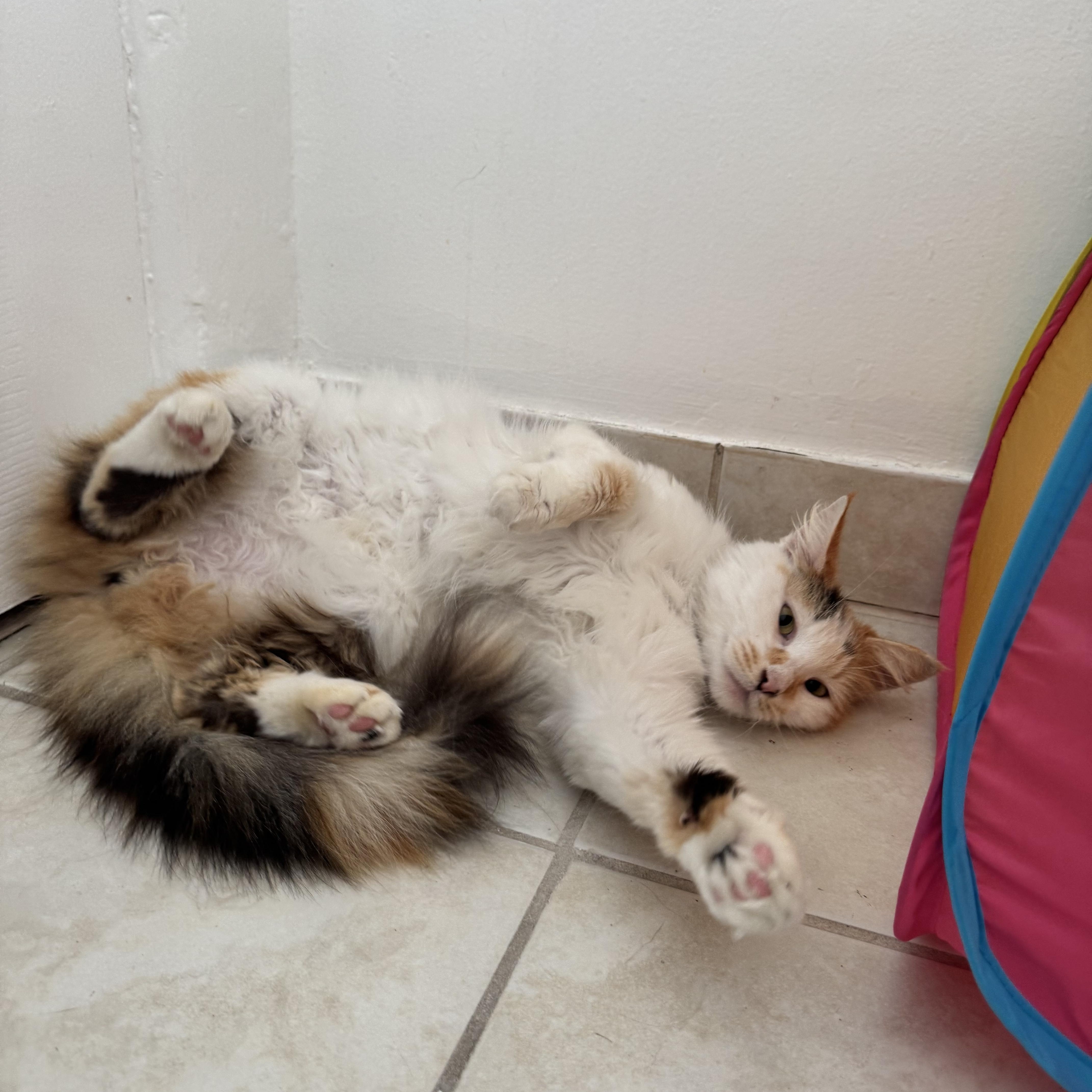 Estrella , a ADOPTABLE Domestic Long Hair in Pacific Palisades, CA image 4/4