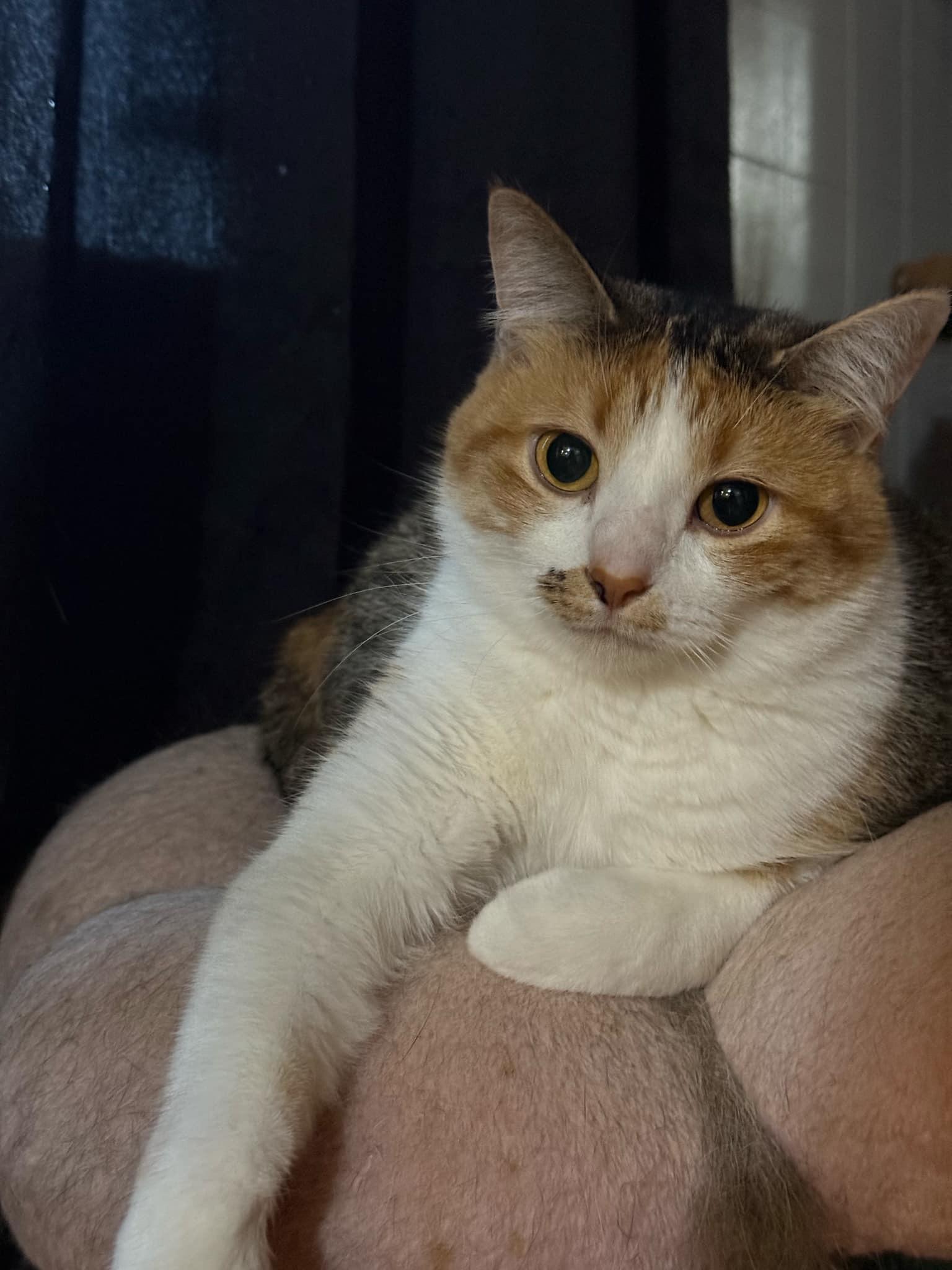 Honeybun, an adoptable Domestic Short Hair in Waseca, MN, 56093 | Photo Image 1