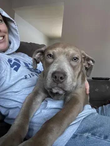 Enlarge River, a Adoptable mixed breed in Grand Rapids, MI image 1/6