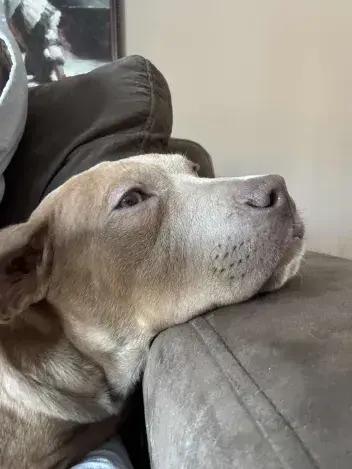 Enlarge River, a Adoptable mixed breed in Grand Rapids, MI image 2/6