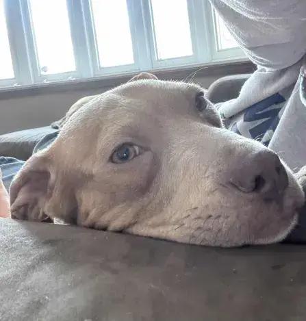 Enlarge River, a Adoptable mixed breed in Grand Rapids, MI image 3/6