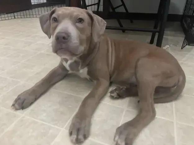 Enlarge River, a Adoptable mixed breed in Grand Rapids, MI image 4/6