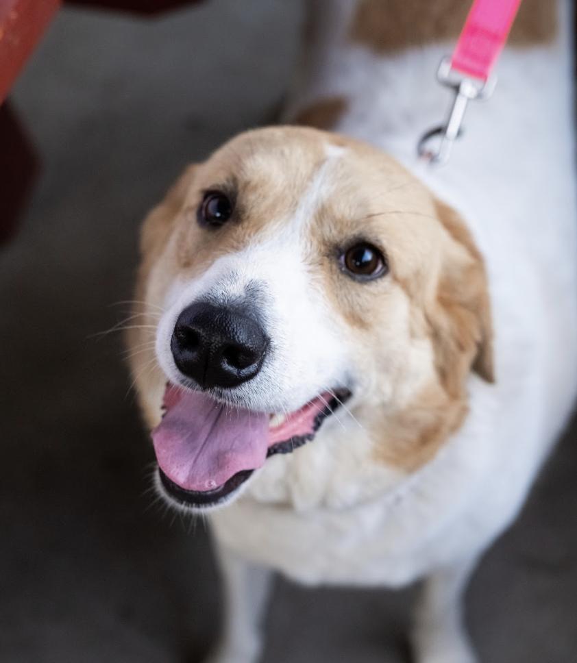 Gemma, ADOPTABLE, Adult Female Mixed Breed.
