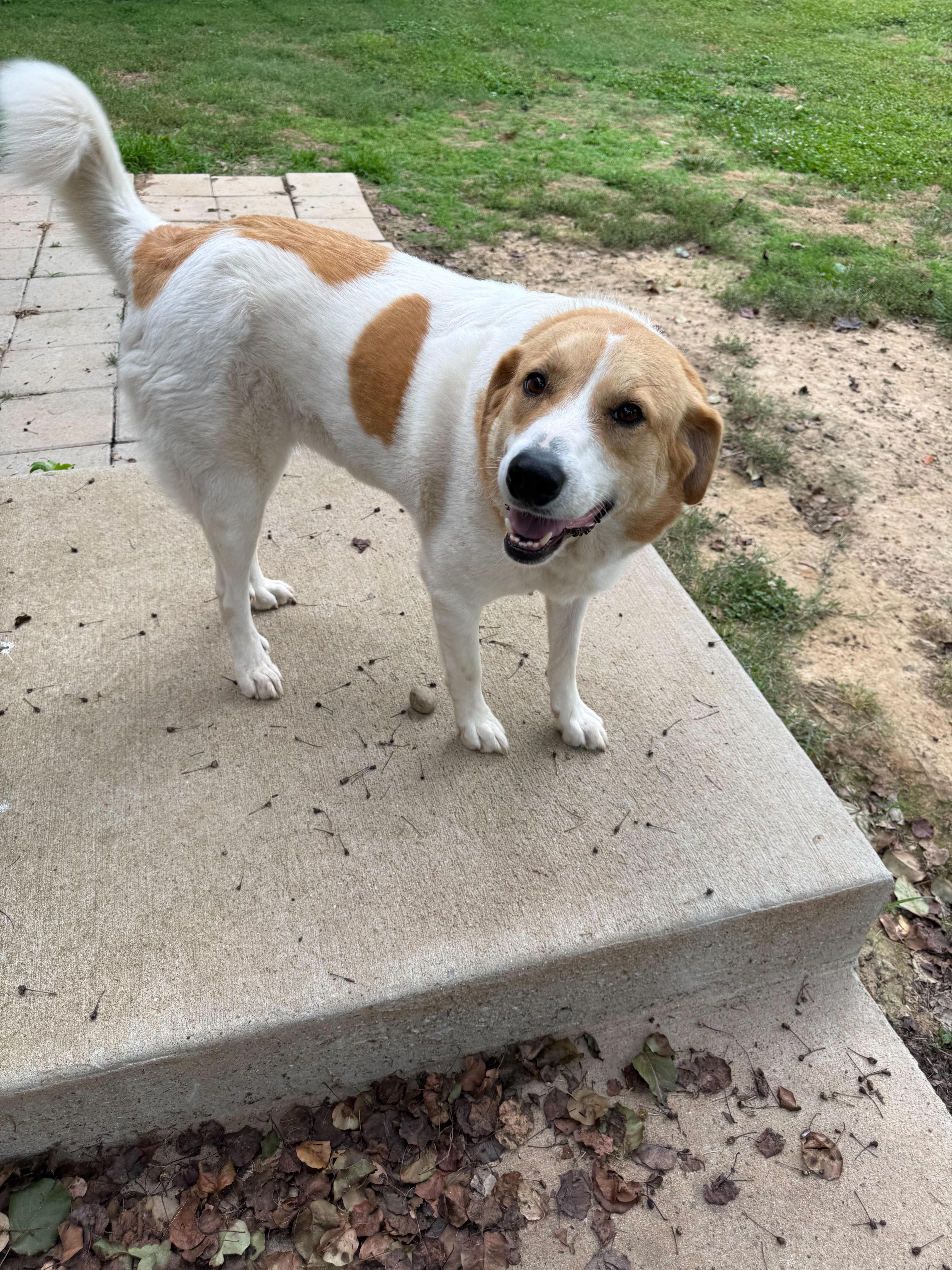 Gemma, a ADOPTABLE mixed breed in Nashville, TN image 2/2