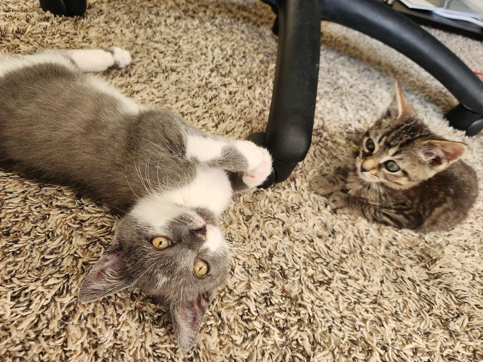 Elvis, Adoptable, Kitten Male Domestic Short Hair.