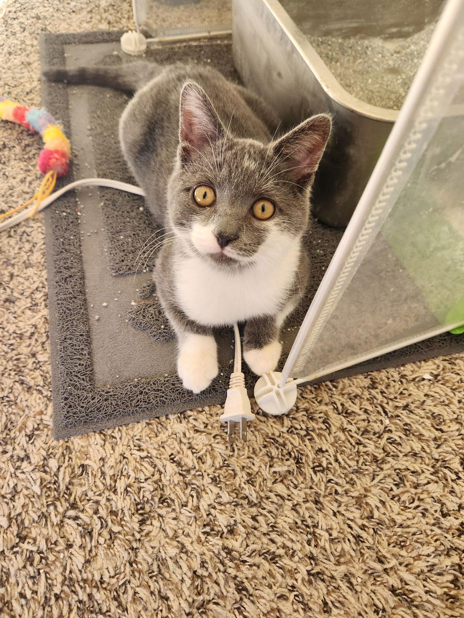 Elvis, a Adoptable Domestic Short Hair in Harrisburg, PA image 2/3