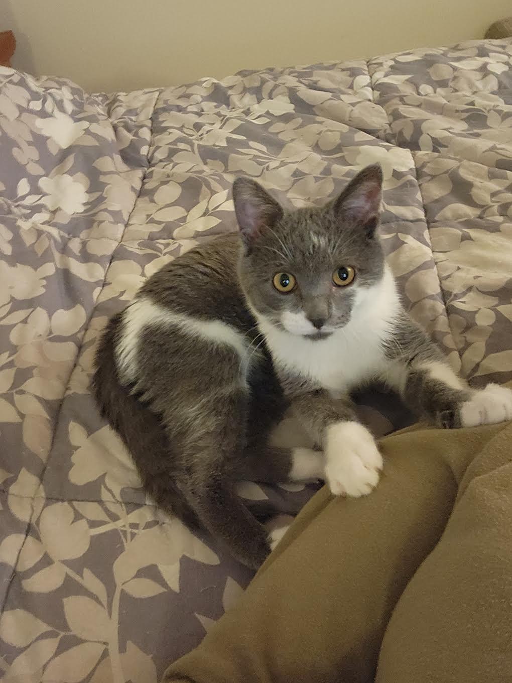 Elvis, a Adoptable Domestic Short Hair in Harrisburg, PA image 3/3