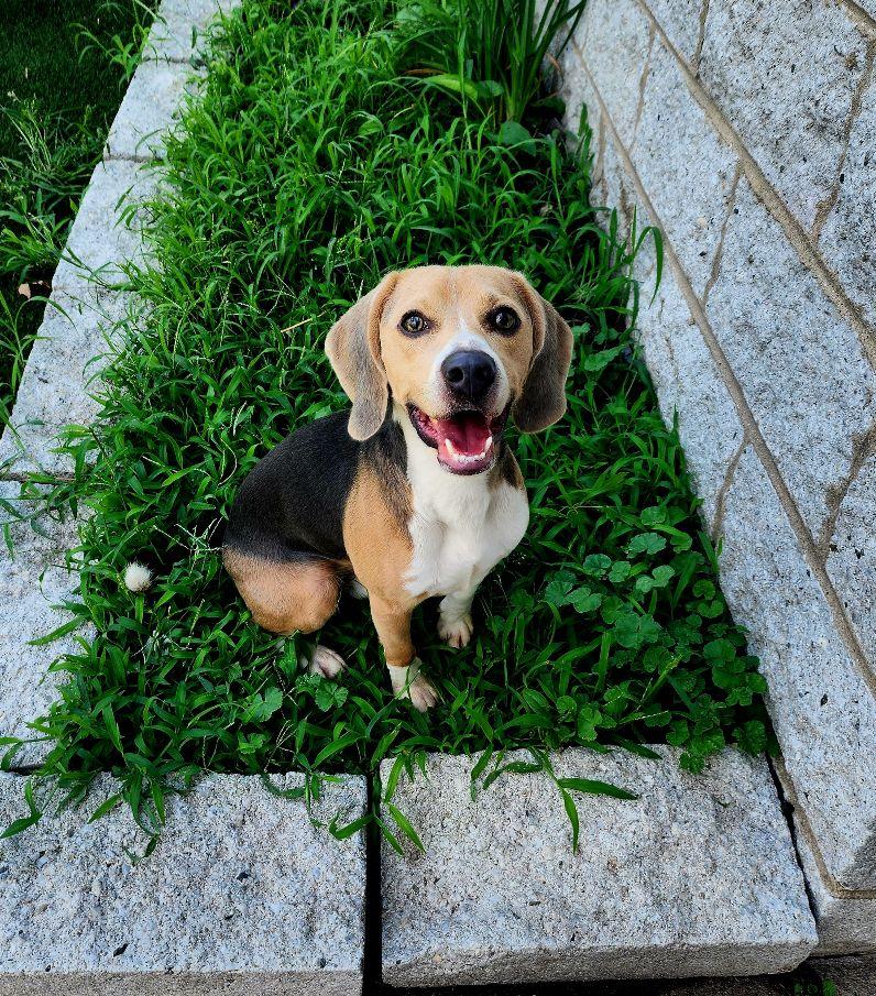 Enlarge Bentley, an adopted Beagle in Perth Amboy, NJ image 2/3