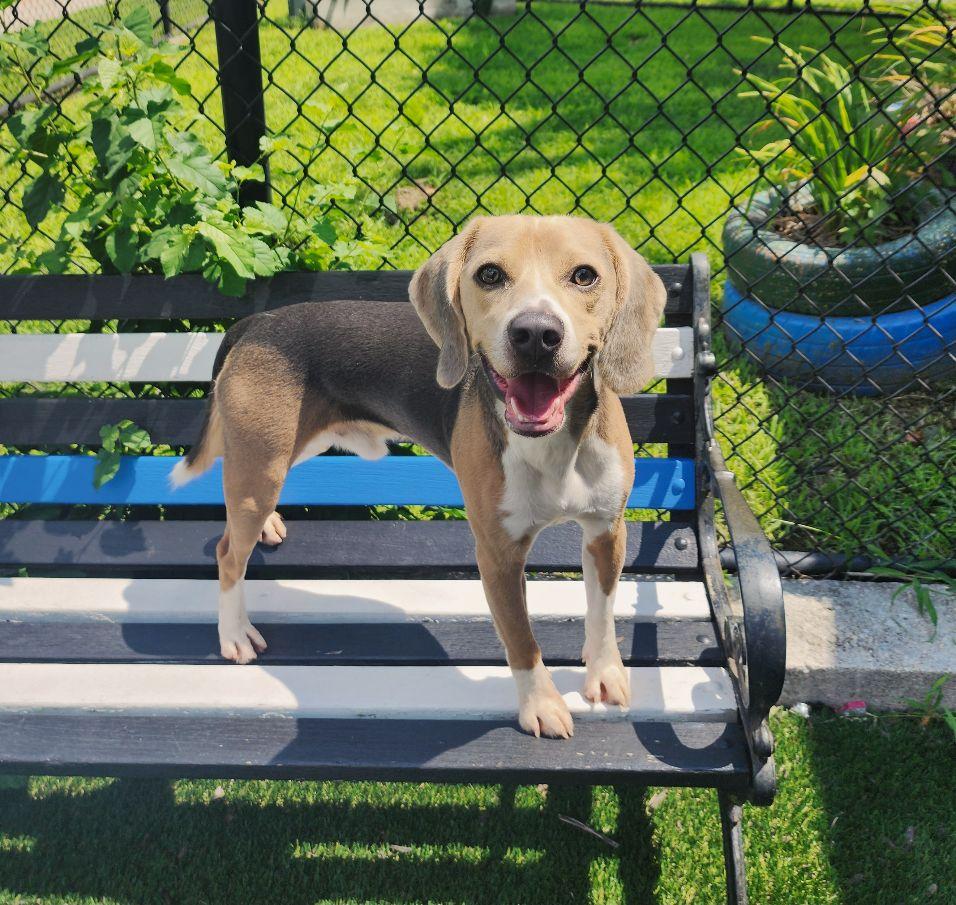 Enlarge Bentley, an adopted Beagle in Perth Amboy, NJ image 1/3