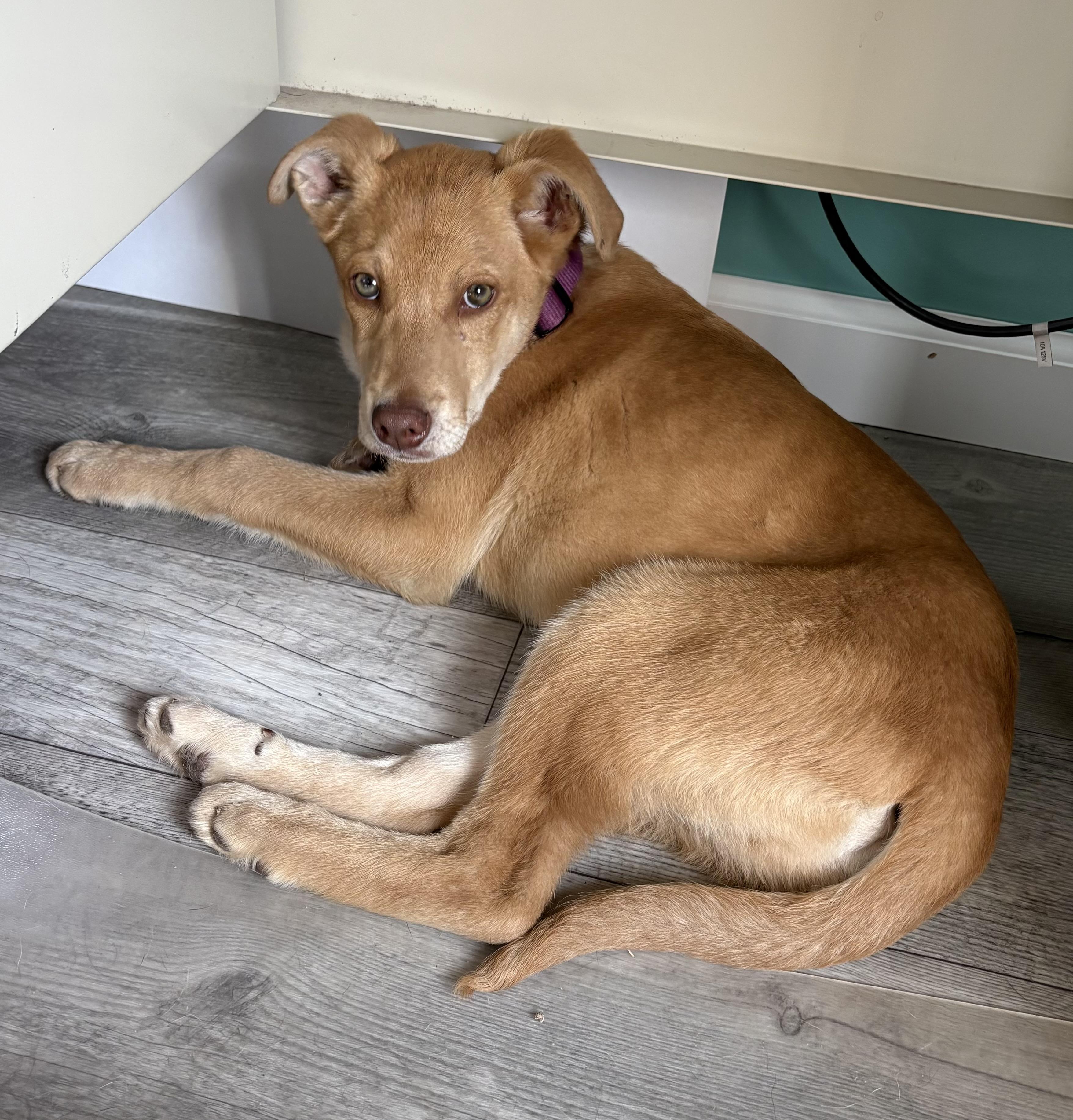 Pepper Jack, ADOPTABLE, Puppy Male Labrador Retriever & Catahoula Leopard Dog.