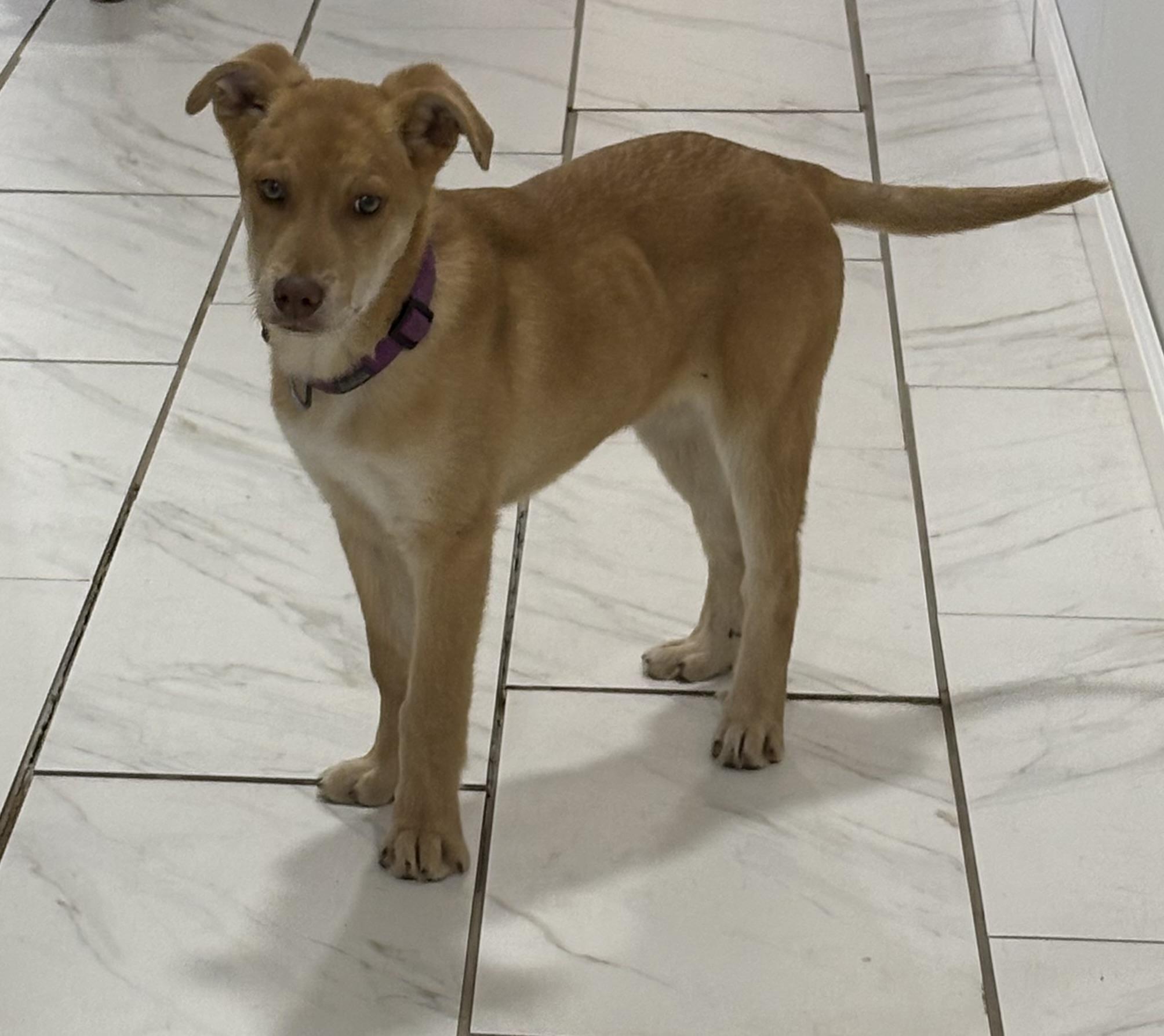 Enlarge Pepper Jack, a ADOPTABLE mixed breed in Grant, NE image 3/3