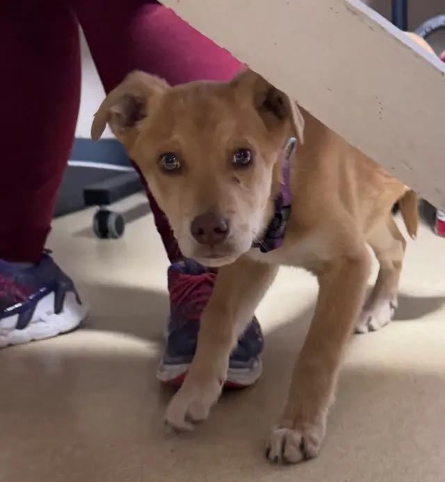 Enlarge Pepper Jack, a ADOPTABLE mixed breed in Grant, NE image 2/3