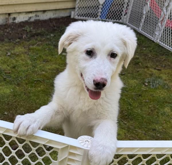 Enlarge Dandelion-In Foster, a Adoptable mixed breed in Silverdale, WA image 1/2