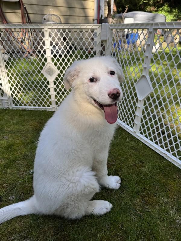 Enlarge Dandelion-In Foster, a Adoptable mixed breed in Silverdale, WA image 2/2